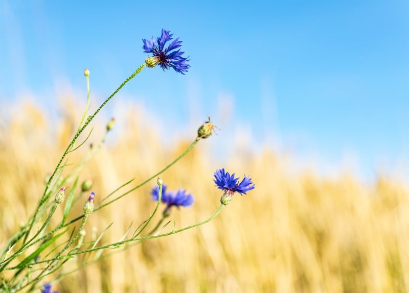 Wildflowers Meadow